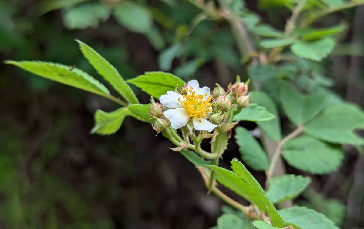 たてしま tweet media