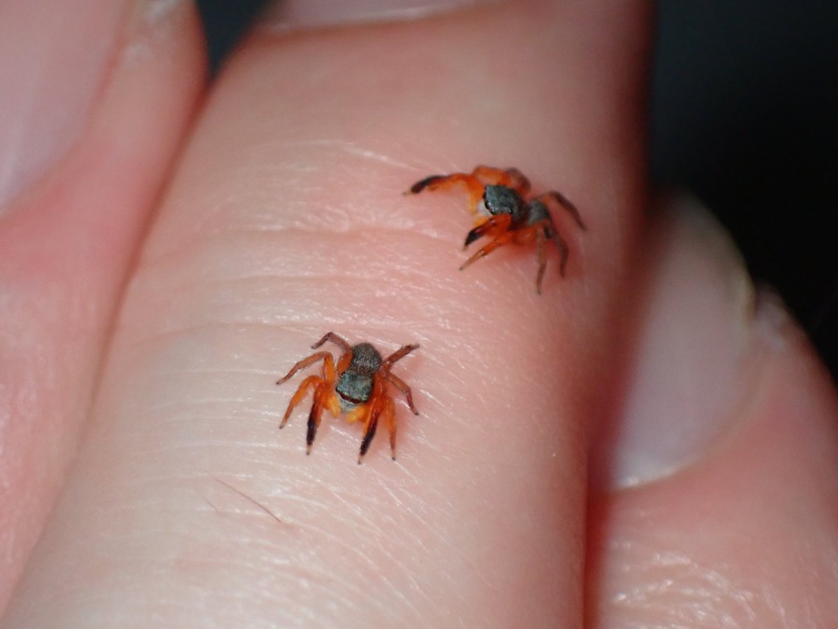 さいとー tweet media