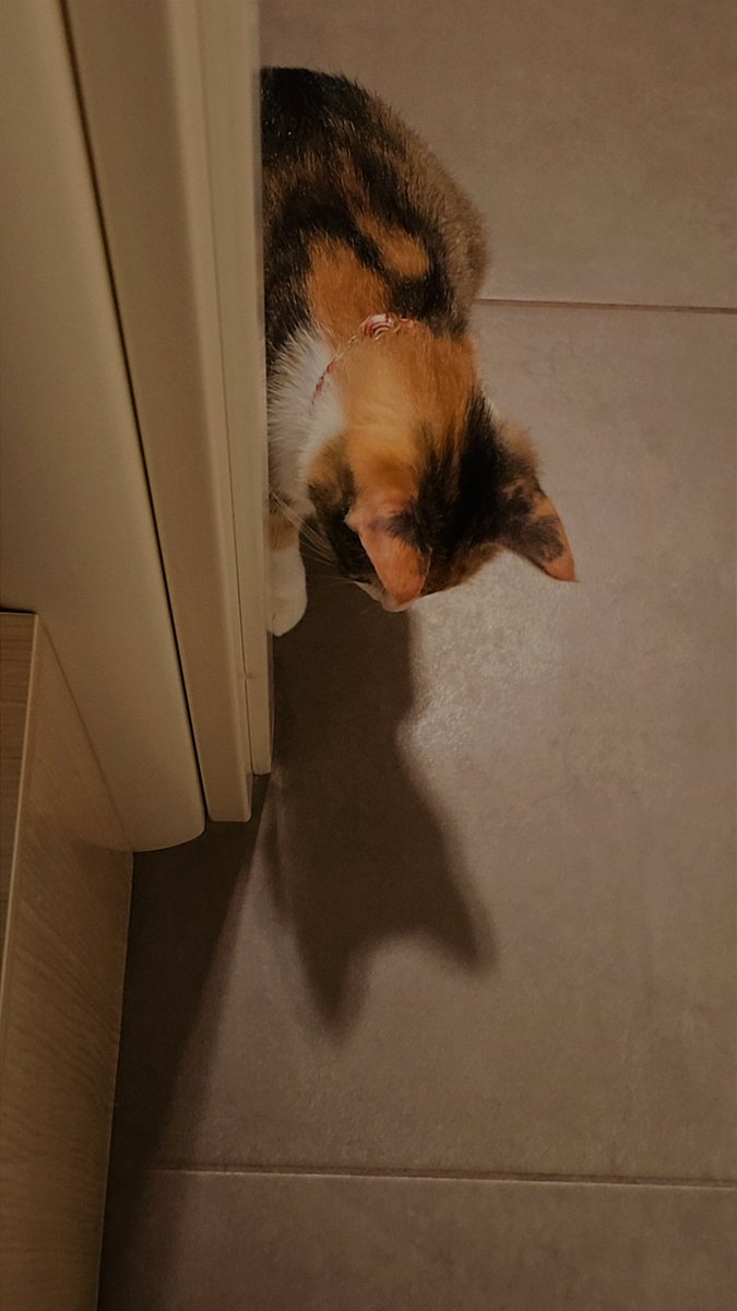 حریر بی تحمل tweet media