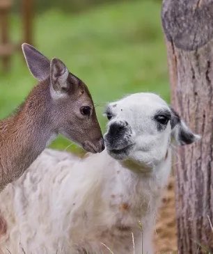 daily bambichael tweet media