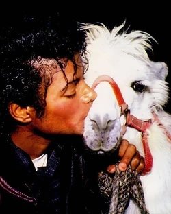 daily bambichael tweet media