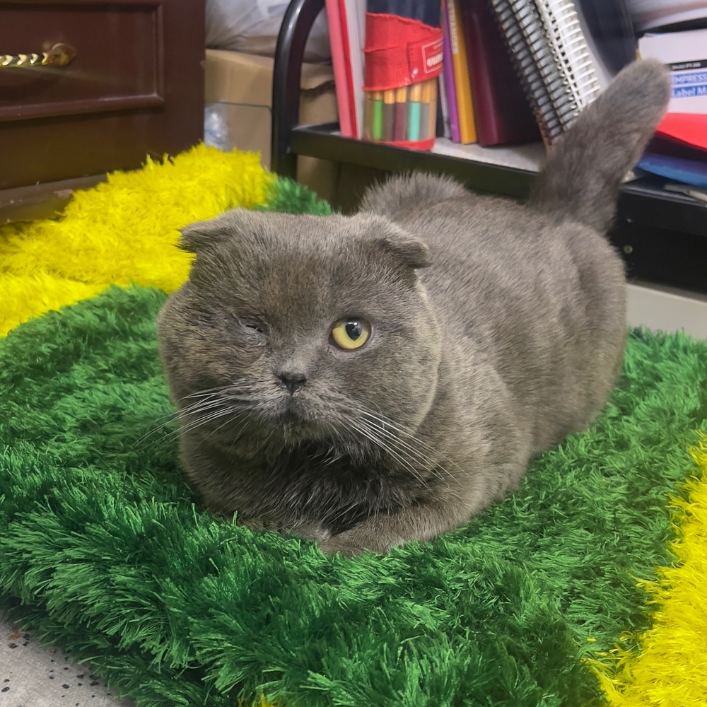 برای گربه های بومی tweet media