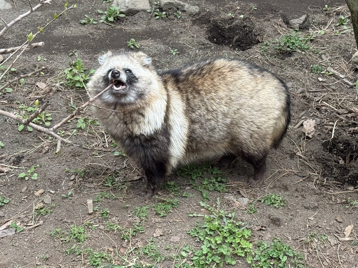 たぬき