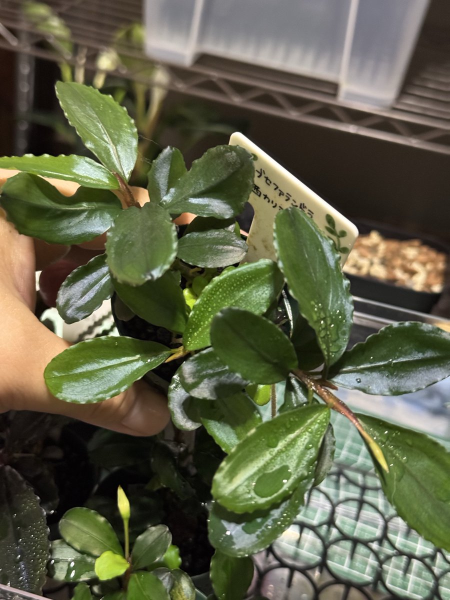 はとむねアクア tweet media