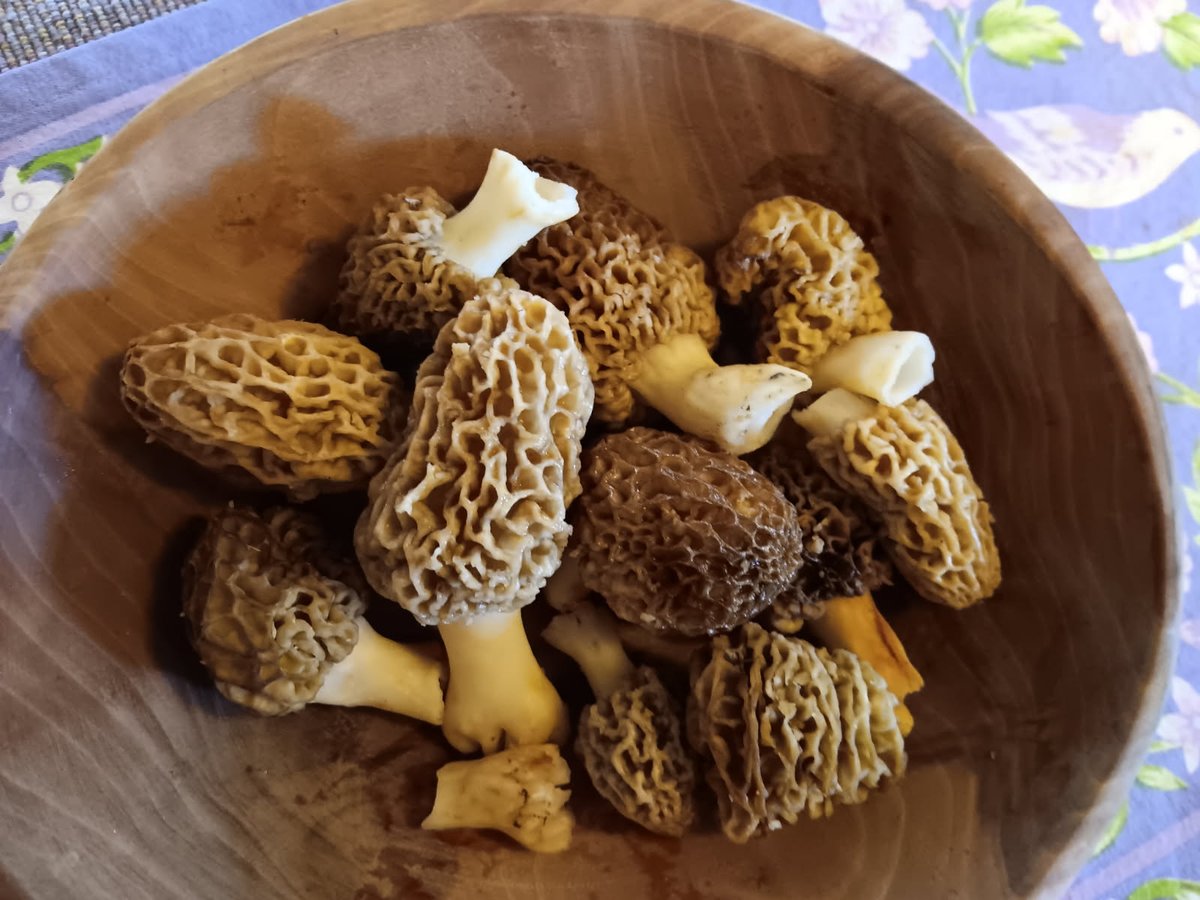 Ken Chester Commonsense Naturally Immune tweet media