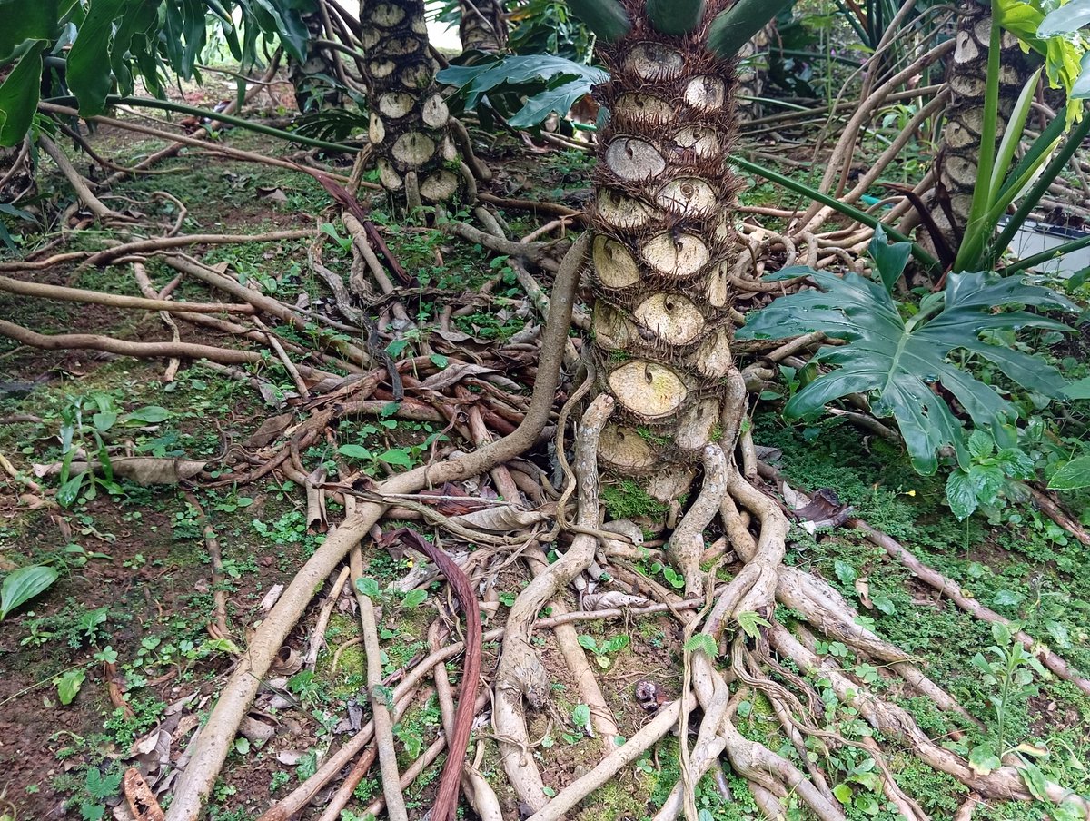 Detallen el comportamiento de las raíces aéreas (neumáticas) del Filodendro y la Monstera fusionándose con la Bioestructura en guadua. En relativo poco tiempo, la vegetación asume la función estabilizadora y la guadua se incorpora al suelo como abono. SbN.