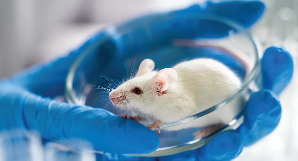 ChEnected's tweet image. New universal #vaccine protects mice against respiratory disease bit.ly/4e4T6X4 @Stanford