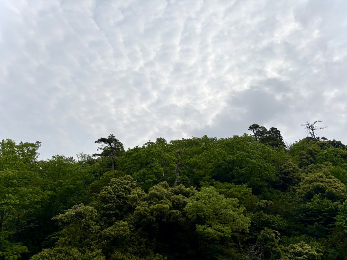 アイアン奥さん tweet media