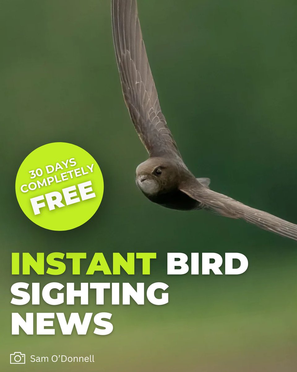 BirdGuides's tweet image. No cost, no commitment — just better birding.

Try BirdGuides free for 30 days: bit.ly/47aveMy

#birdguides #freetrial #birdwatching #birdwatch #birds
