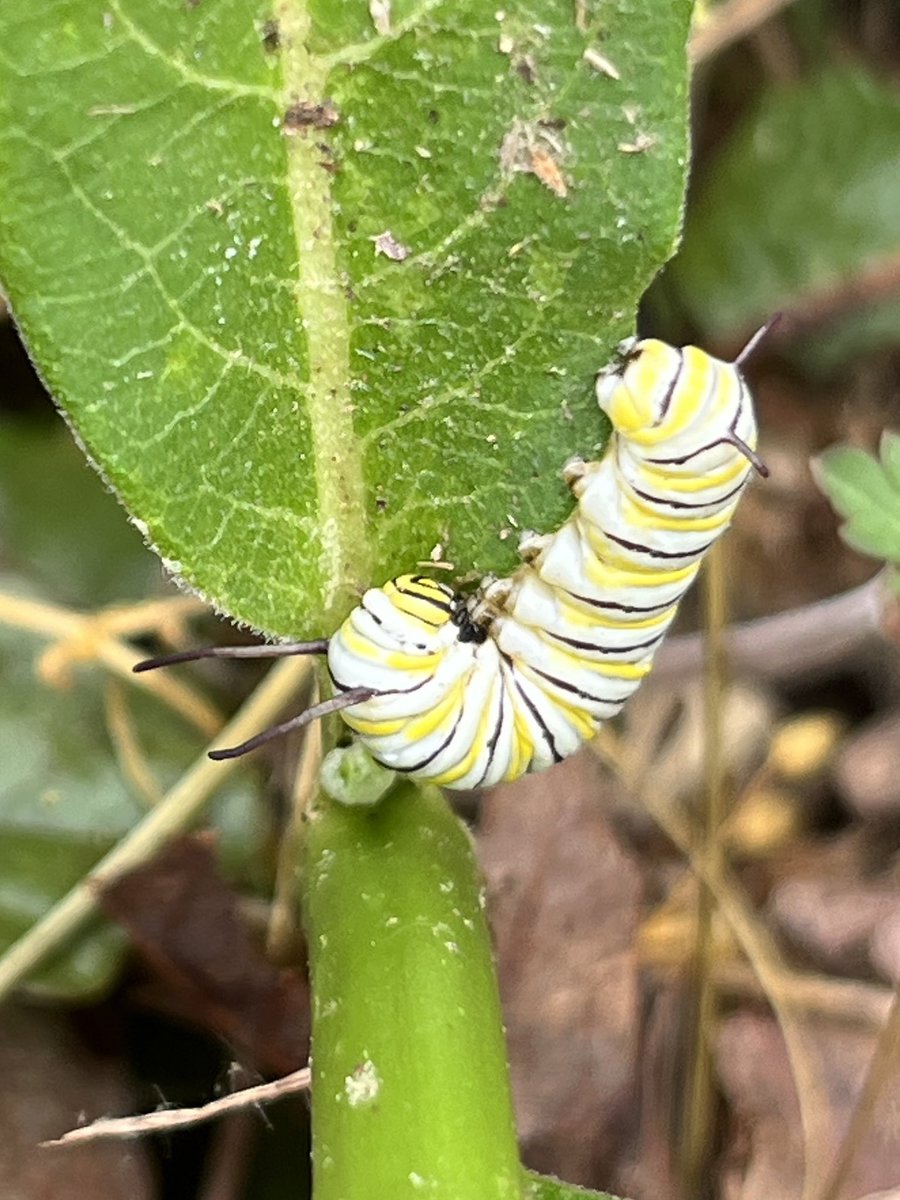 BorahaeMonarchs's tweet photo. My first big caterpillar so far, I think a 4th instar. Between 3 and 4 is such a difference! Like going from middle school (age 12/13) to high school (14). And it’s a lovely light blondie! https://t.co/KlHCjXCZZj