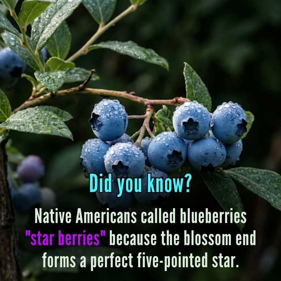 MrRookTalk's tweet image. Happy National Blueberry Pie Day! 🥧 

#BlueberryPieDay #Superfood #BakingVibes #PieSeason