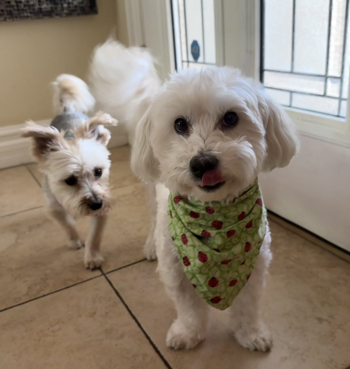 SirBailey2's tweet image. Interrupting me’s regularly scheduled confab. With me’s dear frens Dante an Baby Ace across the’s street. To’s bring yous this fabulous TOT!!! 😁🐶🐾 #dogsoftwitter #dogsofx #adogslife #doggo #pets #tongueouttuesday 💚