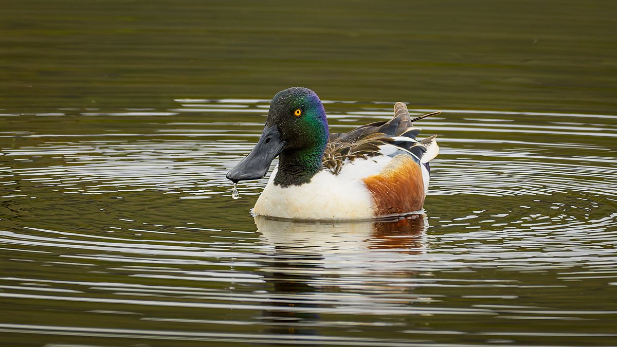 Hogan_'s tweet photo. Today's sightings at RSPB Loch Leven, Scotland.
1) Red Squirrel (Red Squirrel (Sciurus vulgaris))
2) Shoveler (Anas clypeata)
3) Swallow (Hirundo rustica) taking a break
4) Tufted Duck (Aythya fuligula) splashing around
@RSPBScotland  @VisitLochLeven https://t.co/Wt3aGm0Jgo