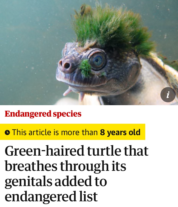 dieworkwear's tweet photo. @Acyn his hairstyle reminds me of an endangered turtle known for breathing out of its genitals https://t.co/jXMiVSQOWb