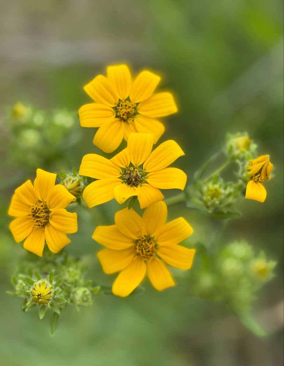 birdbud88's tweet image. ☀️☕️Twitters Warm Spring -Texan Wildflowers are blooming 😃#NaturePhotography #TwitterNatureCommunity #TwitterNaturePhotography #nature #Wildflowers #Texas
