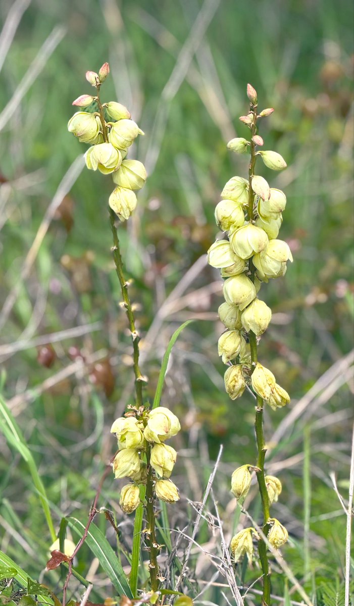 birdbud88's tweet image. ☀️☕️Twitters Warm Spring -Texan Wildflowers are blooming 😃#NaturePhotography #TwitterNatureCommunity #TwitterNaturePhotography #nature #Wildflowers #Texas