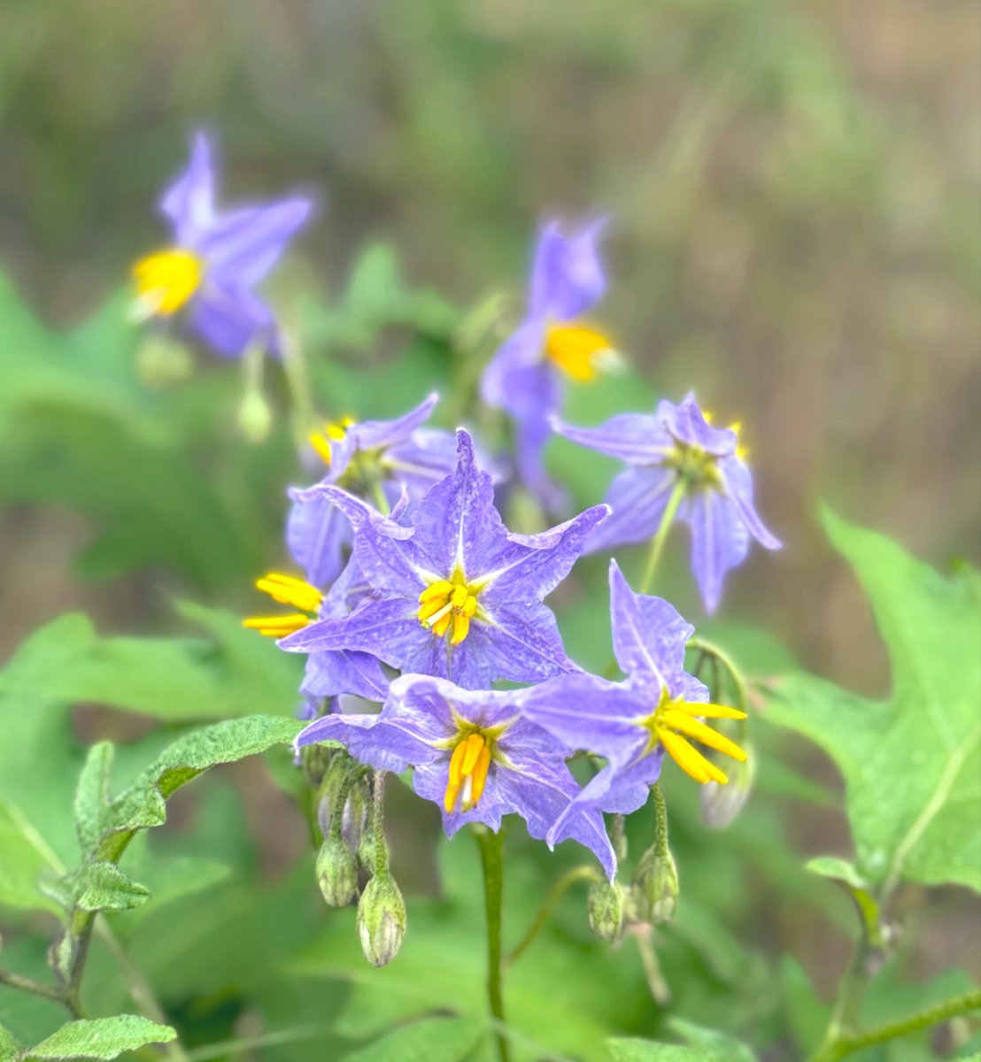birdbud88's tweet image. ☀️☕️Twitters Warm Spring -Texan Wildflowers are blooming 😃#NaturePhotography #TwitterNatureCommunity #TwitterNaturePhotography #nature #Wildflowers #Texas