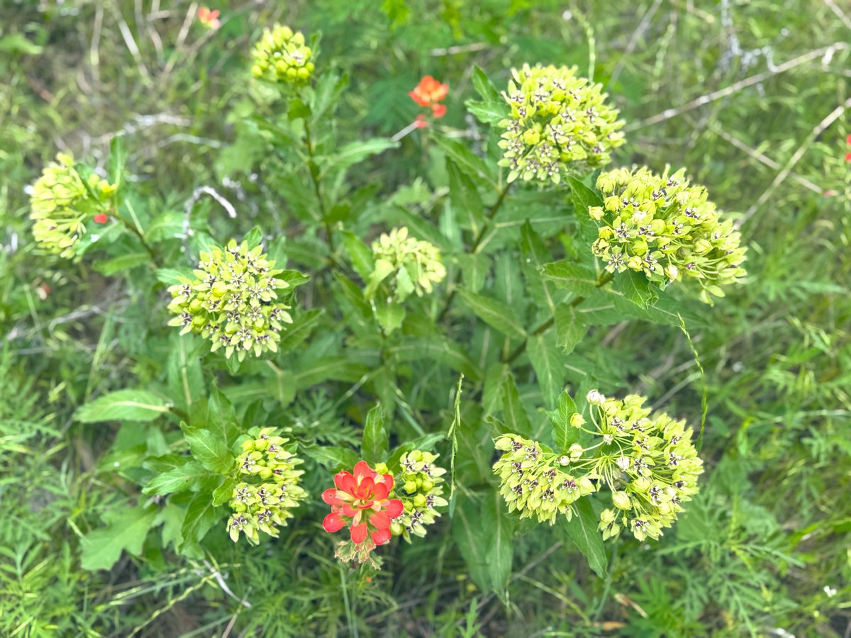 birdbud88's tweet image. ☀️☕️Twitters Warm Spring -Texan Wildflowers are blooming 😃#NaturePhotography #TwitterNatureCommunity #TwitterNaturePhotography #nature #Wildflowers #Texas