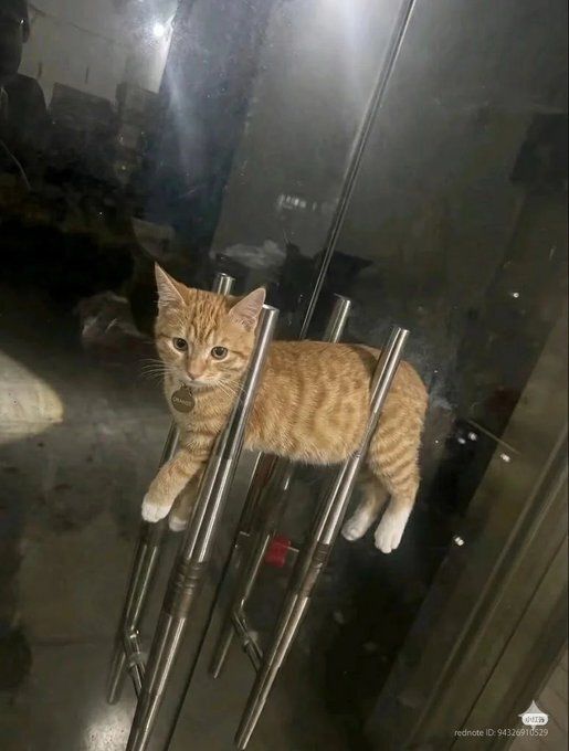 Cool Cat Society tweet media