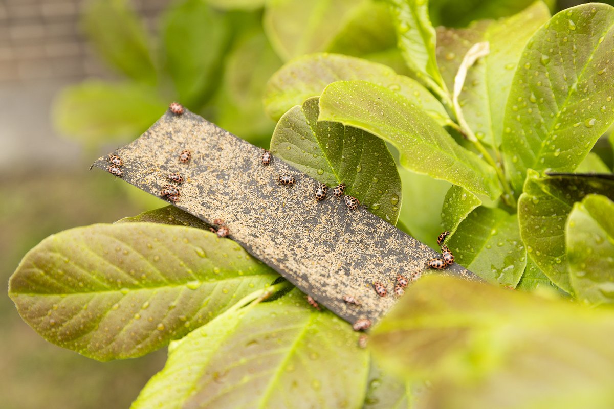 University of Illinois Chicago tweet media