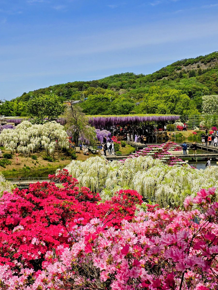 mima021562's tweet image. #あしかがフラワーパーク
#大藤
大藤が最も美しい時を迎えたあしかがフラワーパーク。八重咲きの房を付ける八重藤や白藤も満開となりツツジなどと共に百花繚乱の園内！

マーキュリーという名前のクレマチスを見つけてしまった🤍
