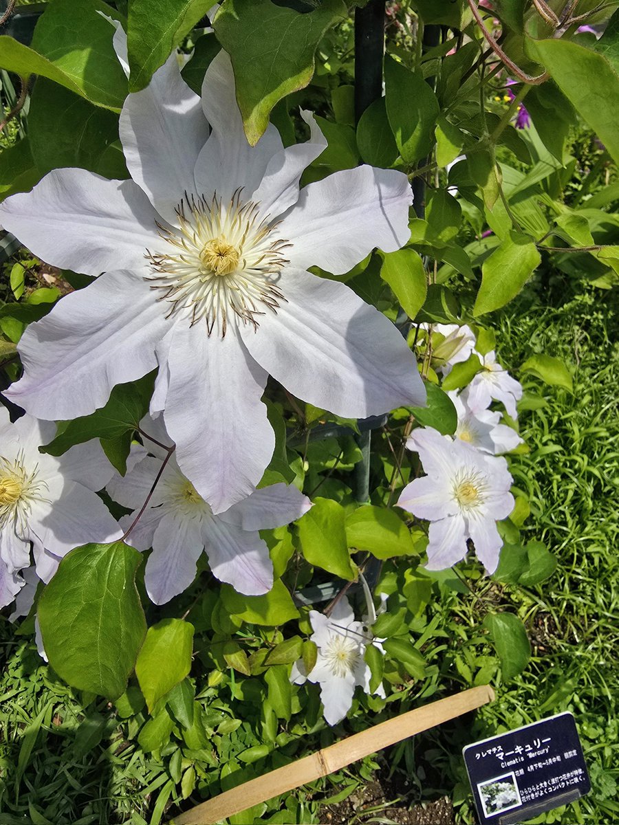 mima021562's tweet image. #あしかがフラワーパーク
#大藤
大藤が最も美しい時を迎えたあしかがフラワーパーク。八重咲きの房を付ける八重藤や白藤も満開となりツツジなどと共に百花繚乱の園内！

マーキュリーという名前のクレマチスを見つけてしまった🤍