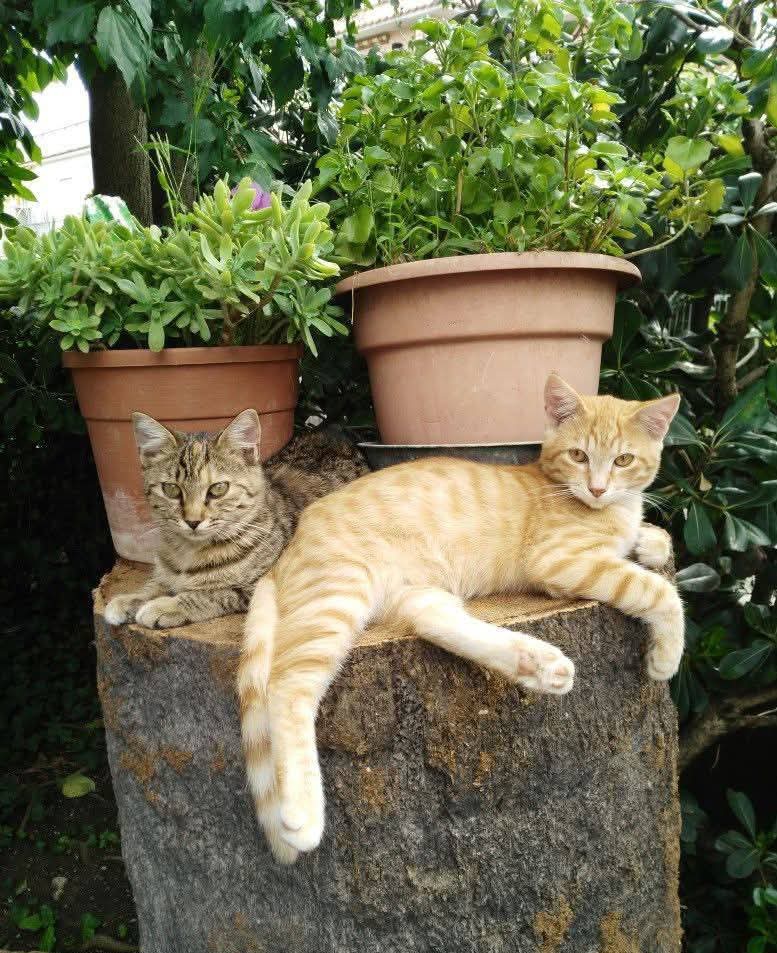 marycastro54's tweet image. 🐾🐾
          #relaxing