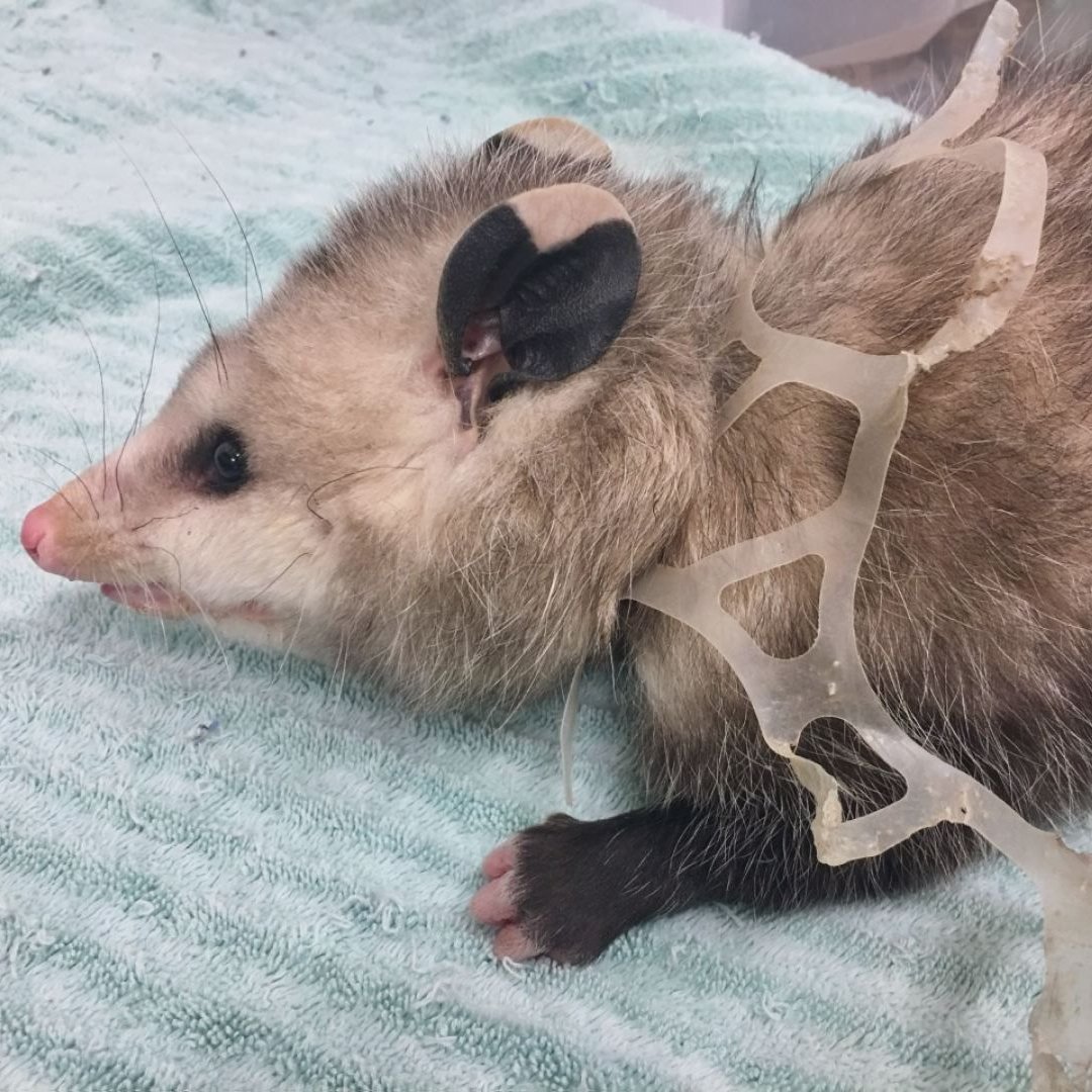 Give A Shit About Nature tweet media