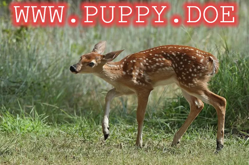 transgendeer (@ciervatonta) on Twitter photo 