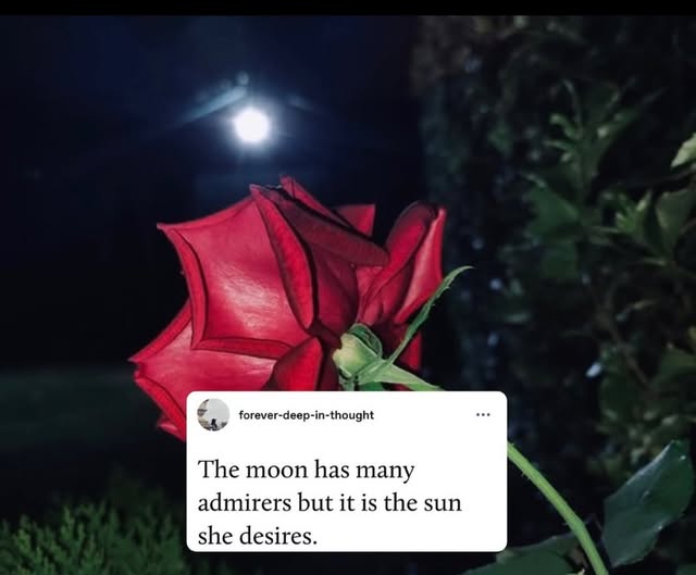 Mathilde Nieuwenhuis 🧛🏻‍♀️🌹 tweet media