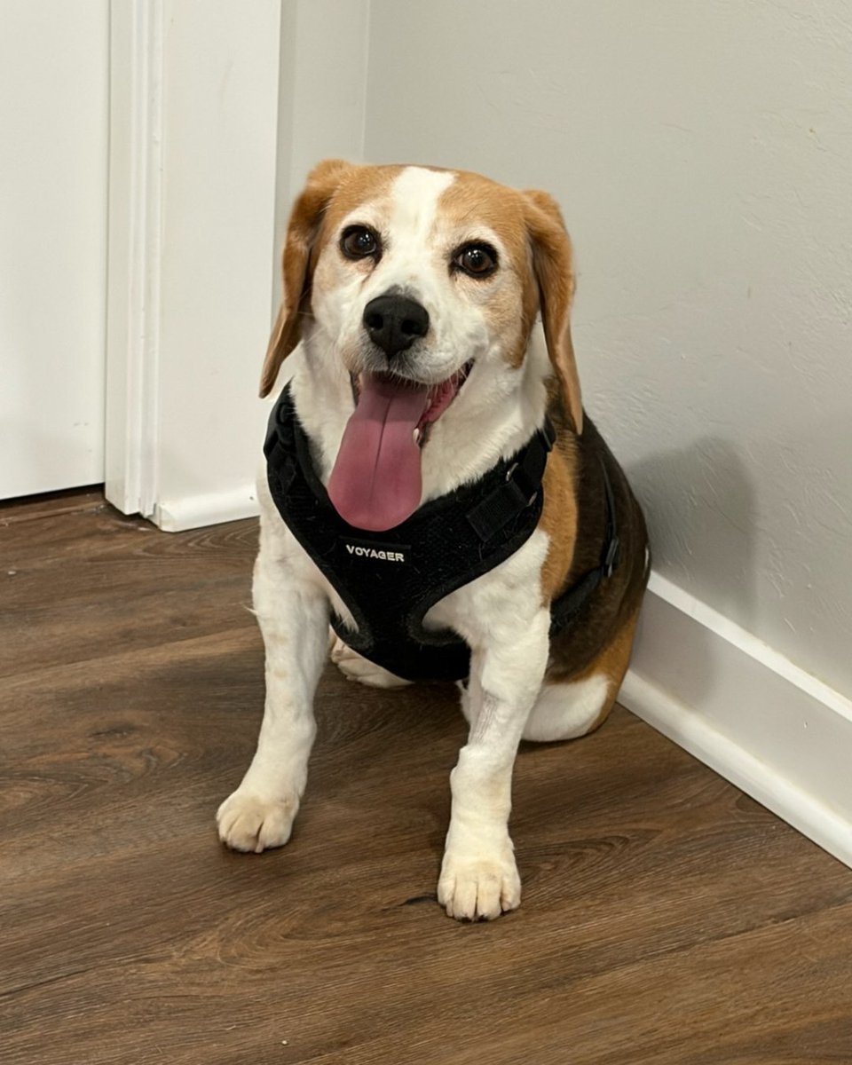 Beagle Freedom Project tweet media