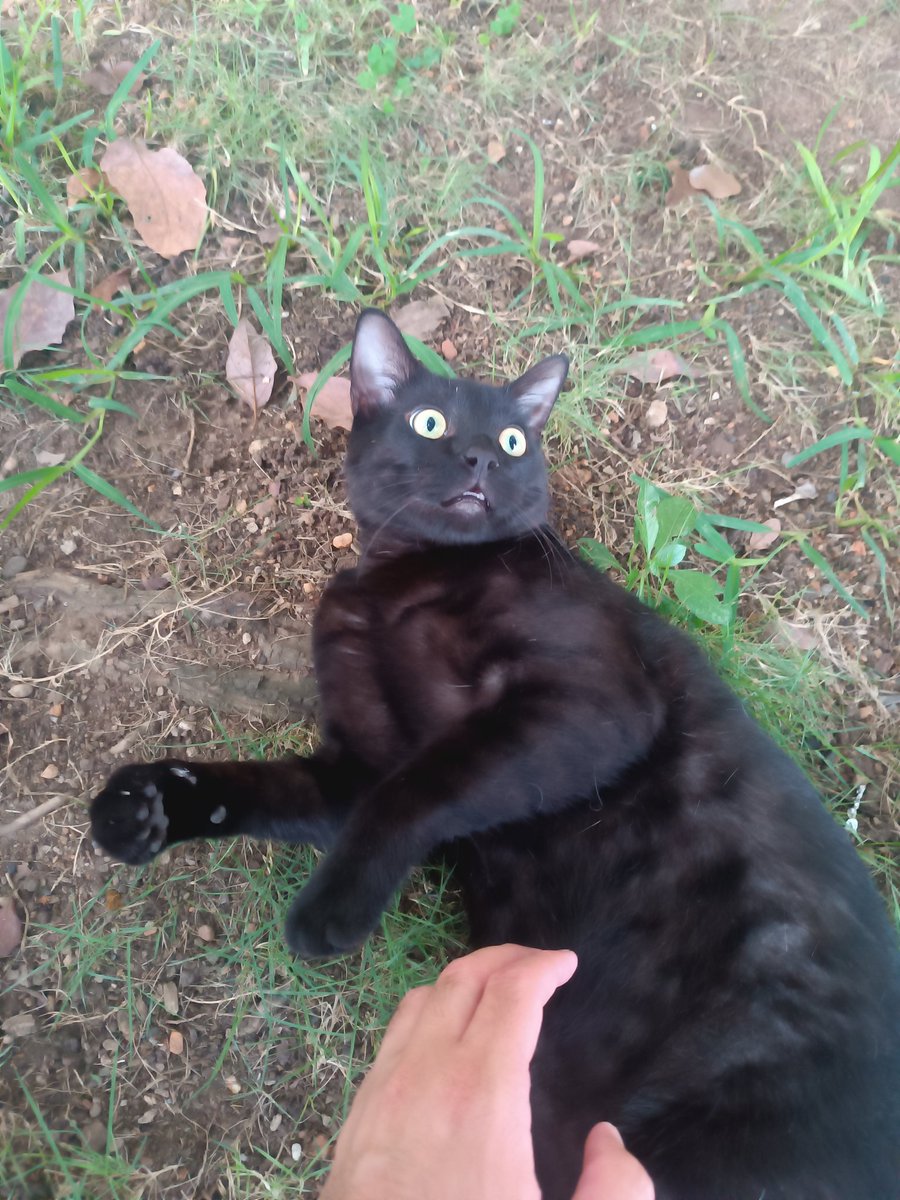 El Chigüire Con Traje 🇻🇪 tweet media