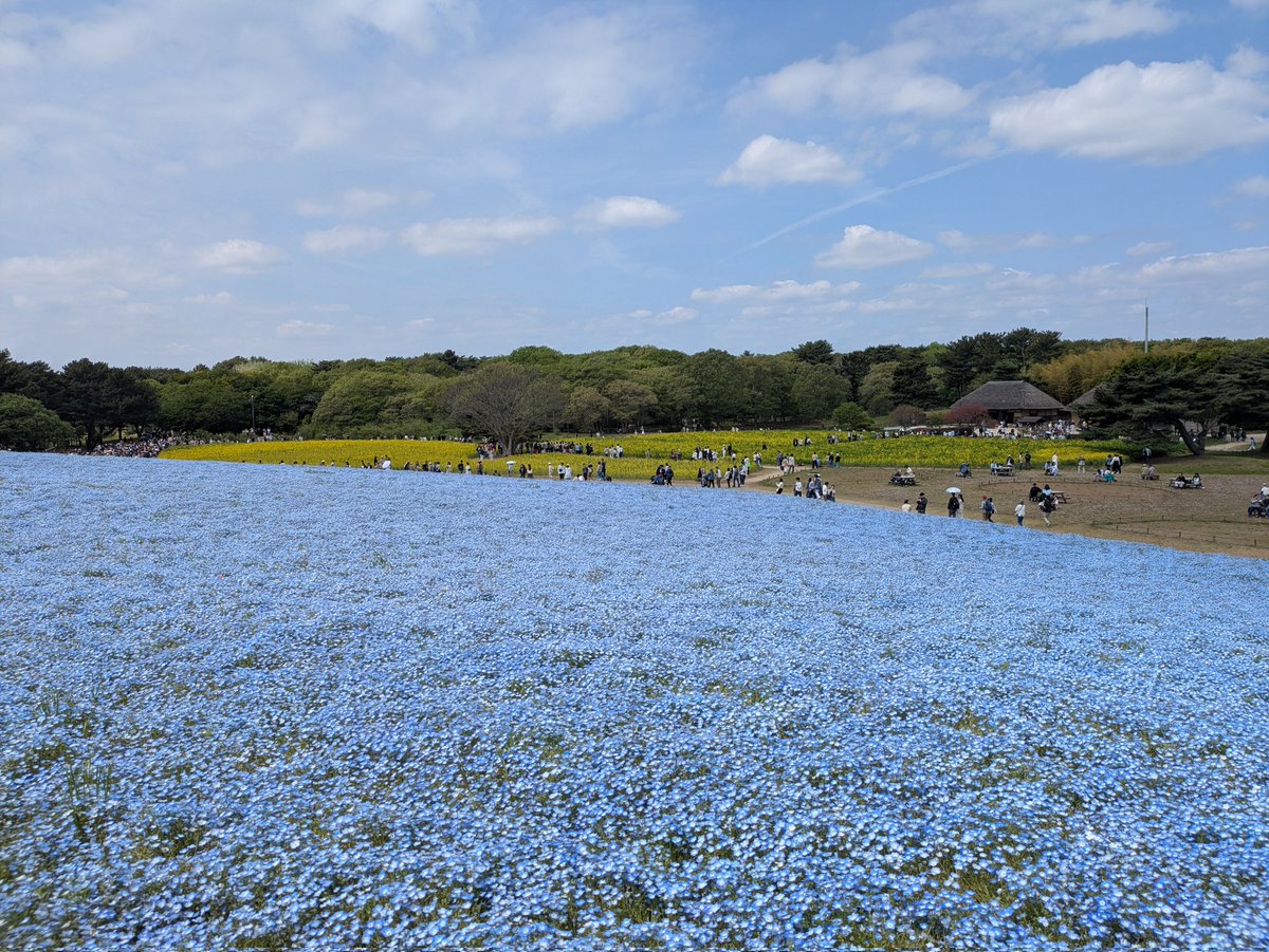hide_mon_'s tweet photo. 先週末に行ったひたち海浜公園
ネモフィラあれだけ一面に咲いてると圧巻 https://t.co/O8IjkvKScY