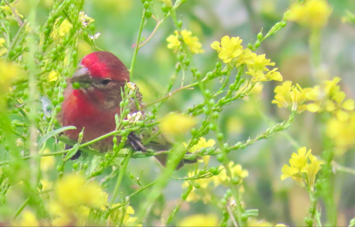 birdbud88's tweet image. Gorgeous House Finch (male) 😃#NaturePhotography #TwitterNatureCommunity #TwitterNaturePhotography #nature #birdwatching #BirdTwitter #birdphotography
