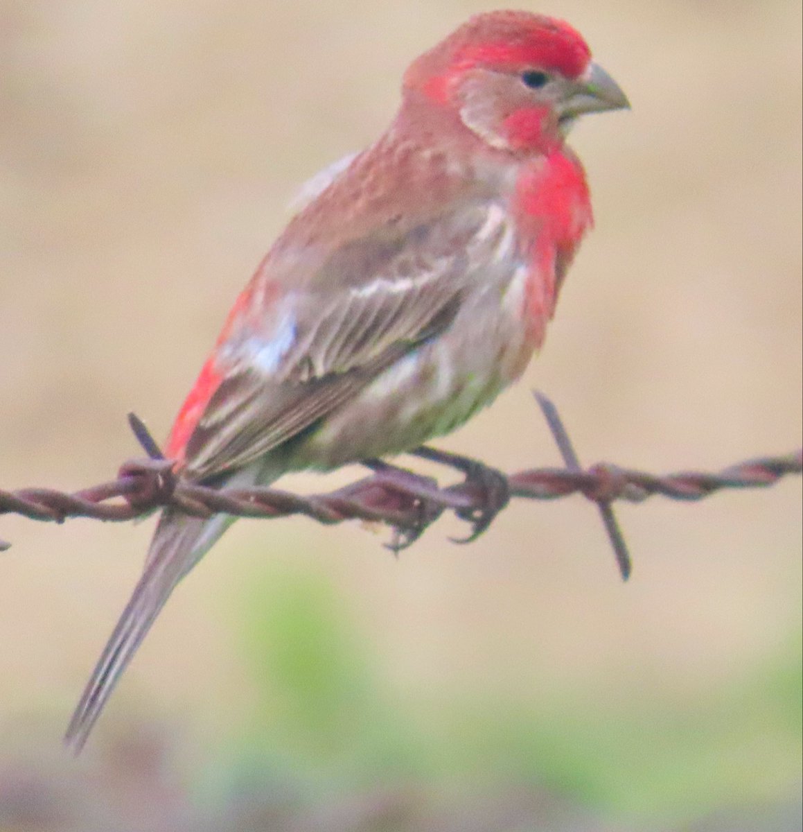birdbud88's tweet image. Gorgeous House Finch (male) 😃#NaturePhotography #TwitterNatureCommunity #TwitterNaturePhotography #nature #birdwatching #BirdTwitter #birdphotography