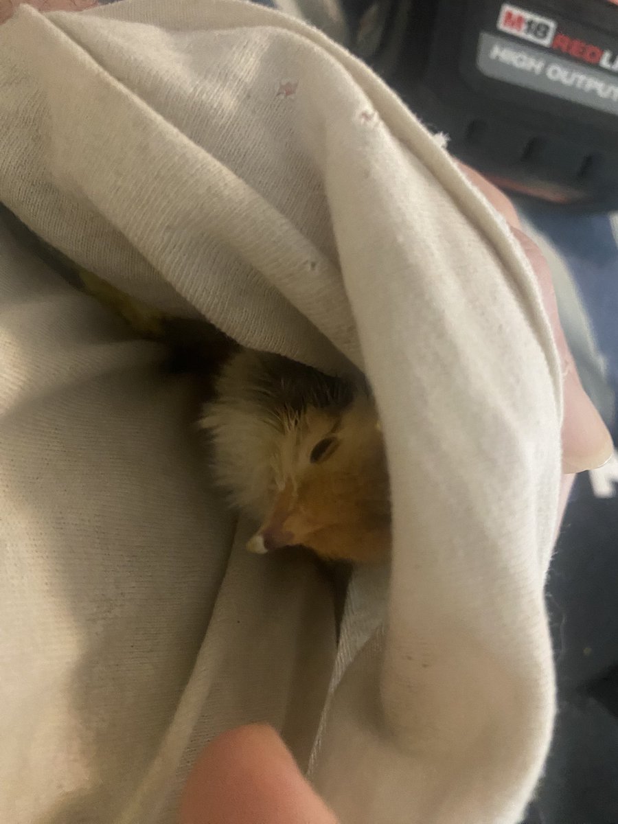 TheThermonuclearWasteland tweet media