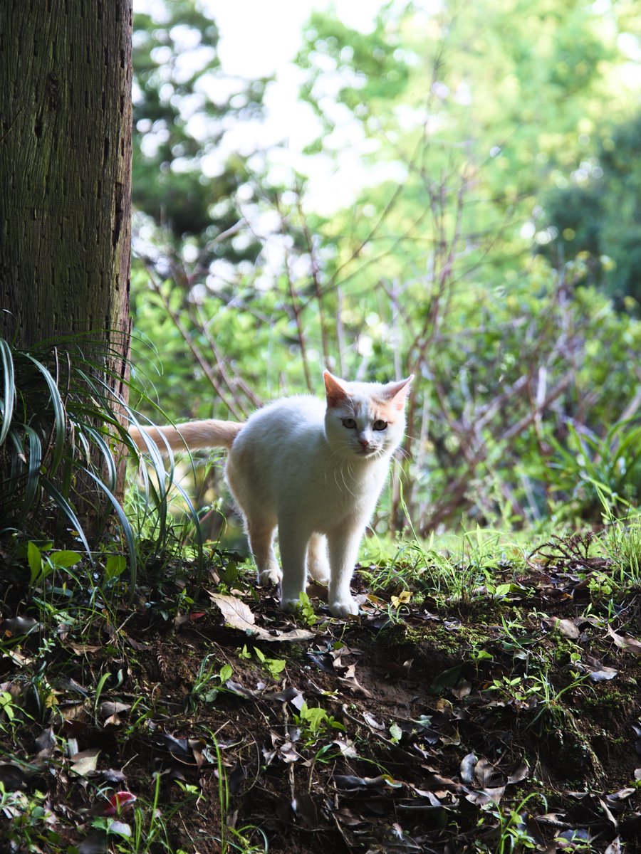 おはようございます🐈