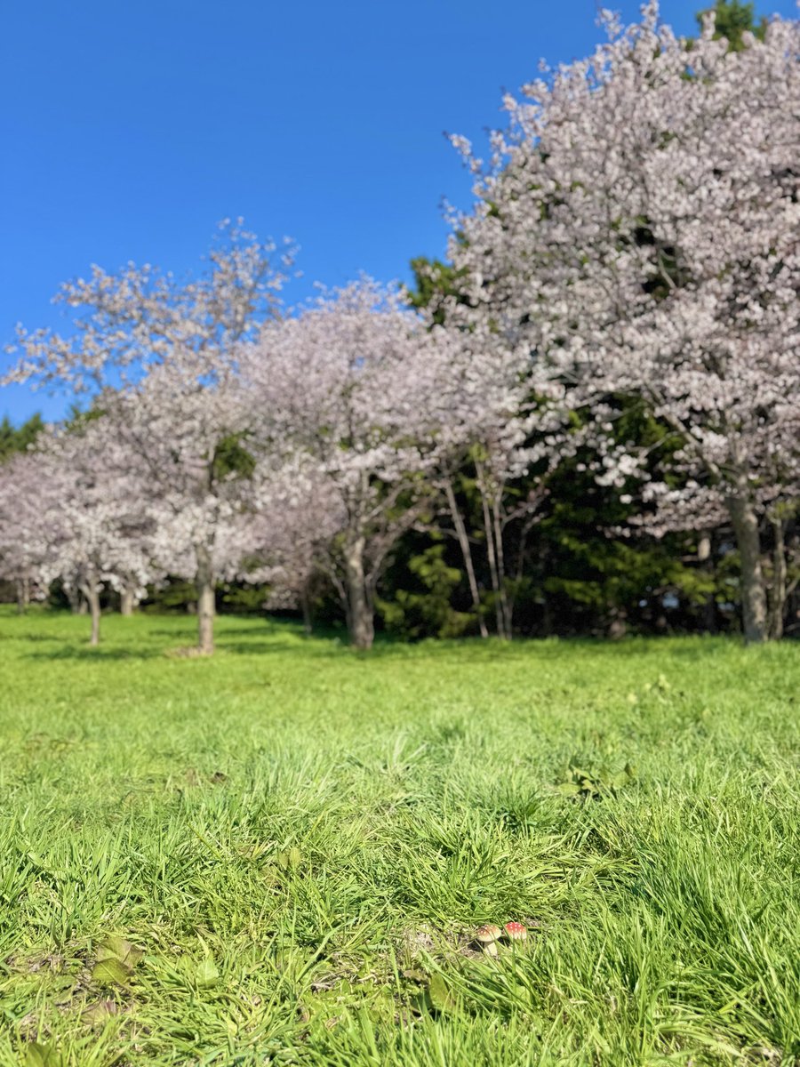癒しキノコ。 tweet media