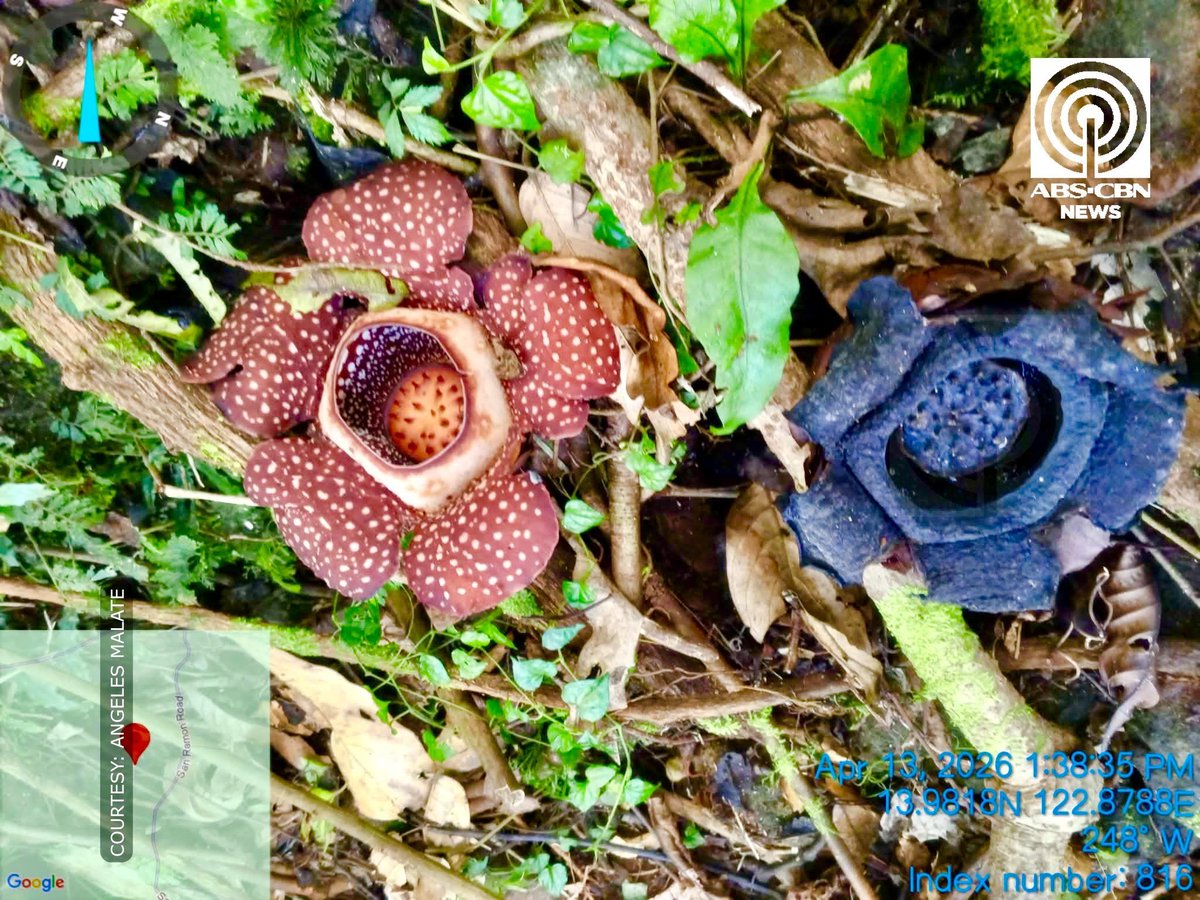 ABSCBNNews's tweet photo. UY, RAFFLESIA!

Dinadayo ngayon ng mga hiker ang Mt. Guinatungan sa San Lorenzo Ruiz, Camarines Norte upang masaksihan ang pamumukadkad ng mga Rafflesia, na tanging sa nasabing bundok lamang matatagpuan sa buong lalawigan.

Tahanan ang bundok ng dalawang uri ng Rafflesia, ang R. philippensis at R. manillana, na may kakaibang siklo ng buhay kung saan naghahanda ito ng siyam na buwan ngunit limang araw lamang namumukadkad.

Kasalukuyan nang nasa peak season ng pagbulaklak ang mga ito, na karaniwang nagaganap mula Marso hanggang Hunyo. Dahil itinuturing na critically endangered ang mga Rafflesia, mahigpit na ipinagbabawal ang anumang pagpitas o pagpinsala sa mga ito.

Pinapayuhan ang mga turistang nais pumunta na makipag-ugnayan lamang sa mga accredited mountaineering group upang masiguro ang kaligtasan ng mga hiker at ang pangangalaga sa mga pambihirang halaman. | via @punongmhistrado