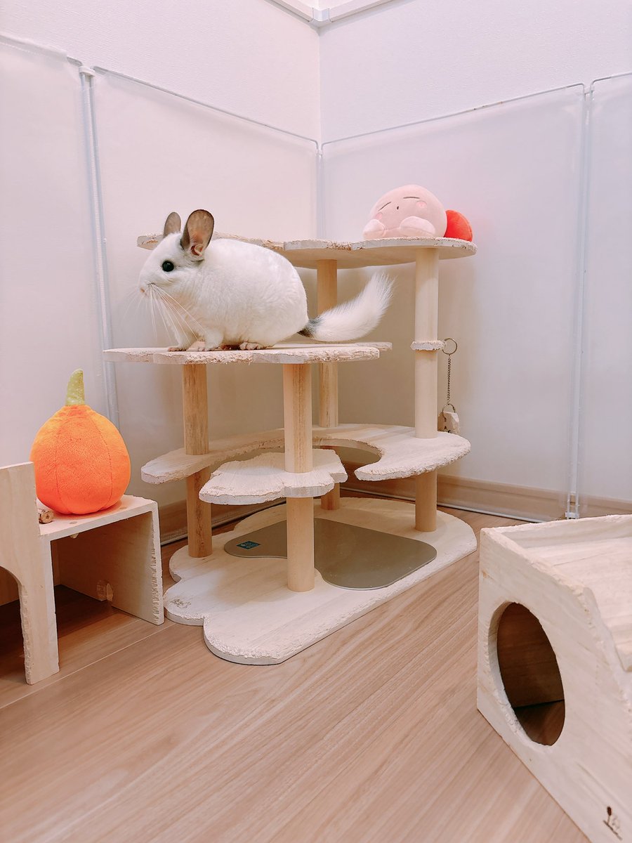 あおの🐭 tweet media