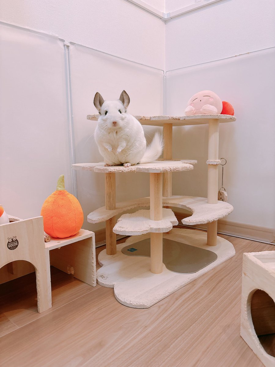 あおの🐭 tweet media