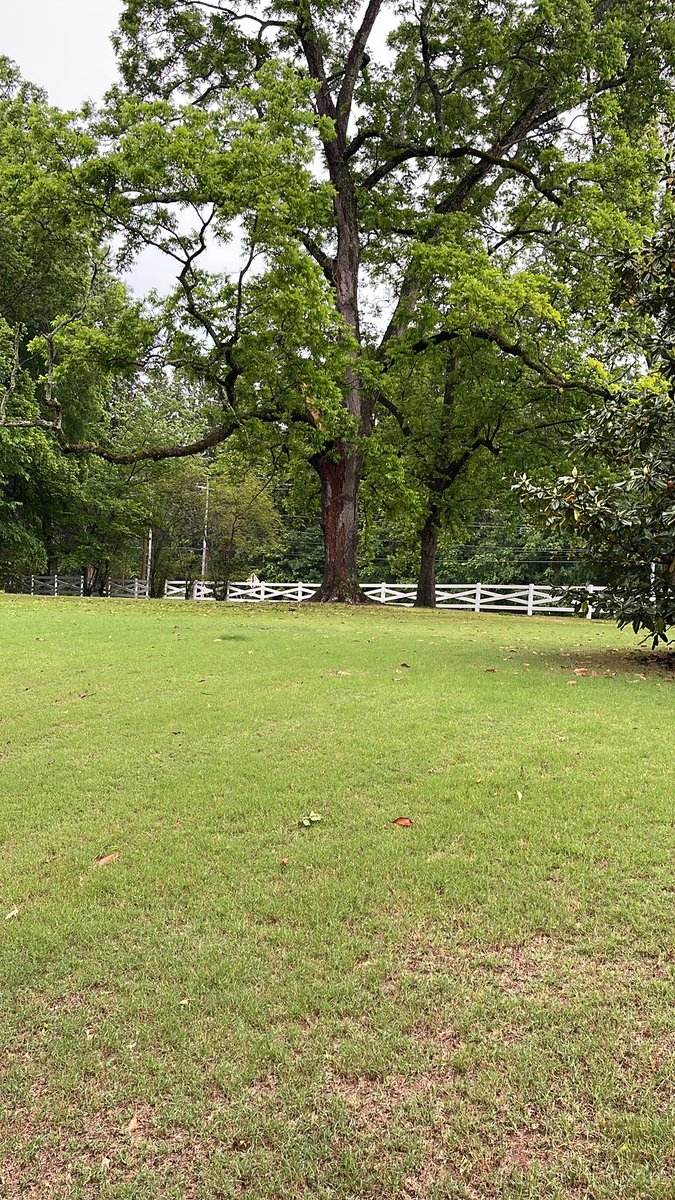DaKnightLite's tweet photo. @EBrillWx Where I’m standing is how far bark and pieces of that pecan tree flew. https://t.co/NZ1U1dpxp0