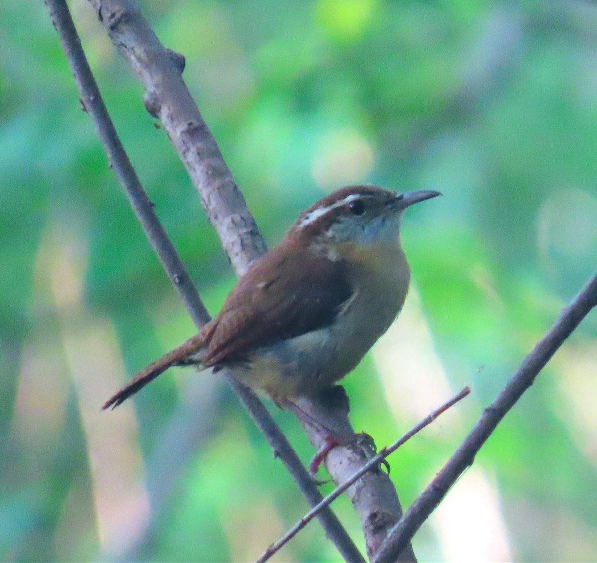 birdbud88's tweet image. Carolina Wren singing its heart out 😃 #NaturePhotography #TwitterNatureCommunity #TwitterNaturePhotography #nature #birdwatching #BirdTwitter #birdphotography #Wrens
