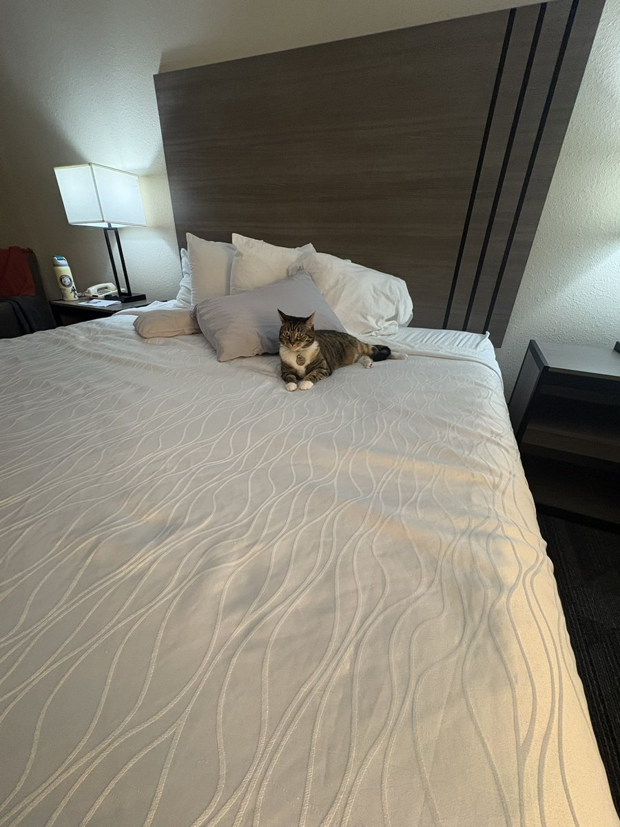 Kiwi 🥝 tweet media