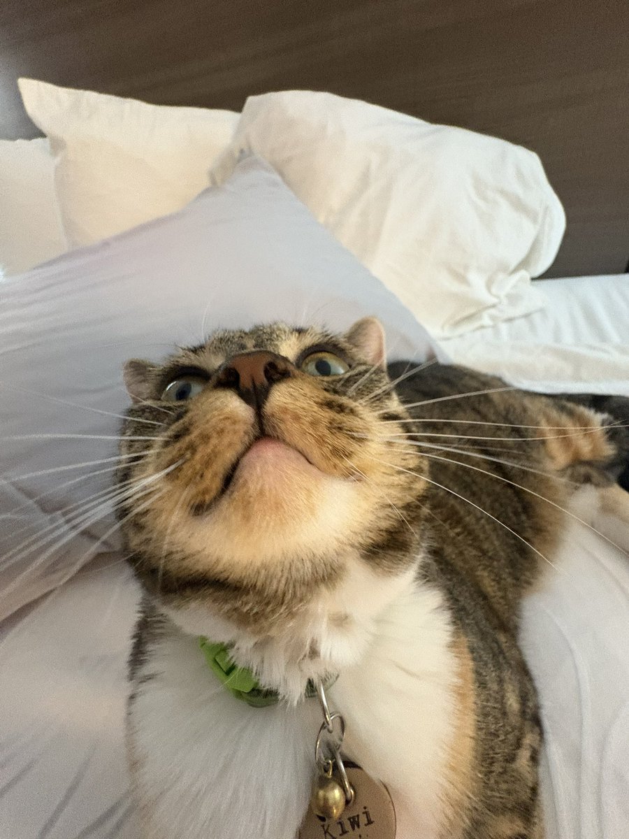 Kiwi 🥝 tweet media