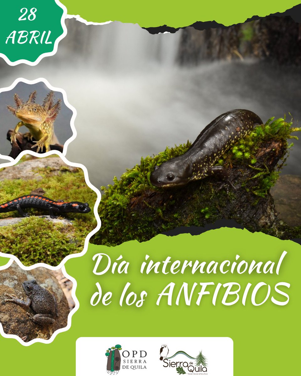 Los anfibios son clave para el equilibrio del ecosistema y uno de los grupos más vulnerables. Su presencia nos dice mucho sobre la salud del ambiente.

Protegerlos es proteger la biodiversidad  🐸

#DíaInternacionalDeLosAnfibios  #CuidemosLaNaturaleza #TodosSomosSierradeQuila