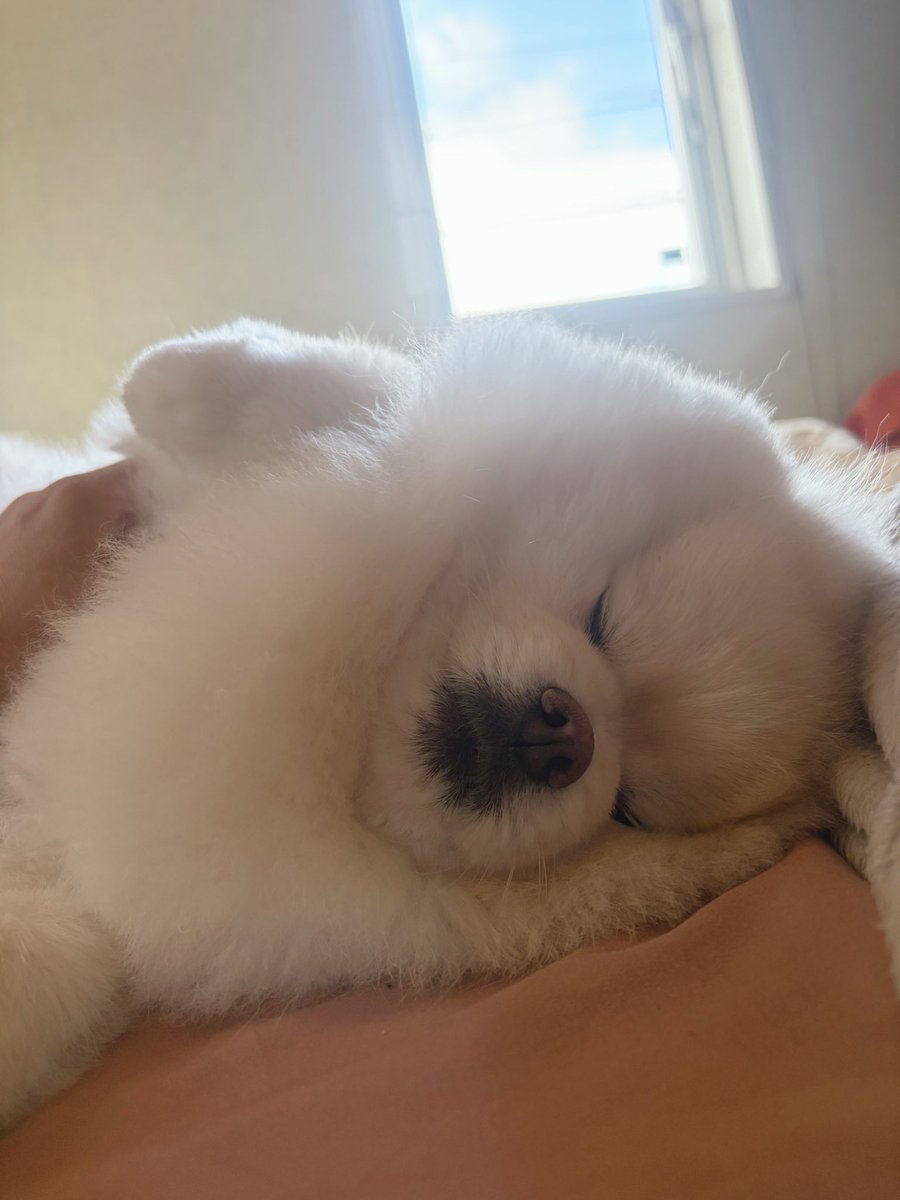 ちくわ（白ポメラニアン） tweet media