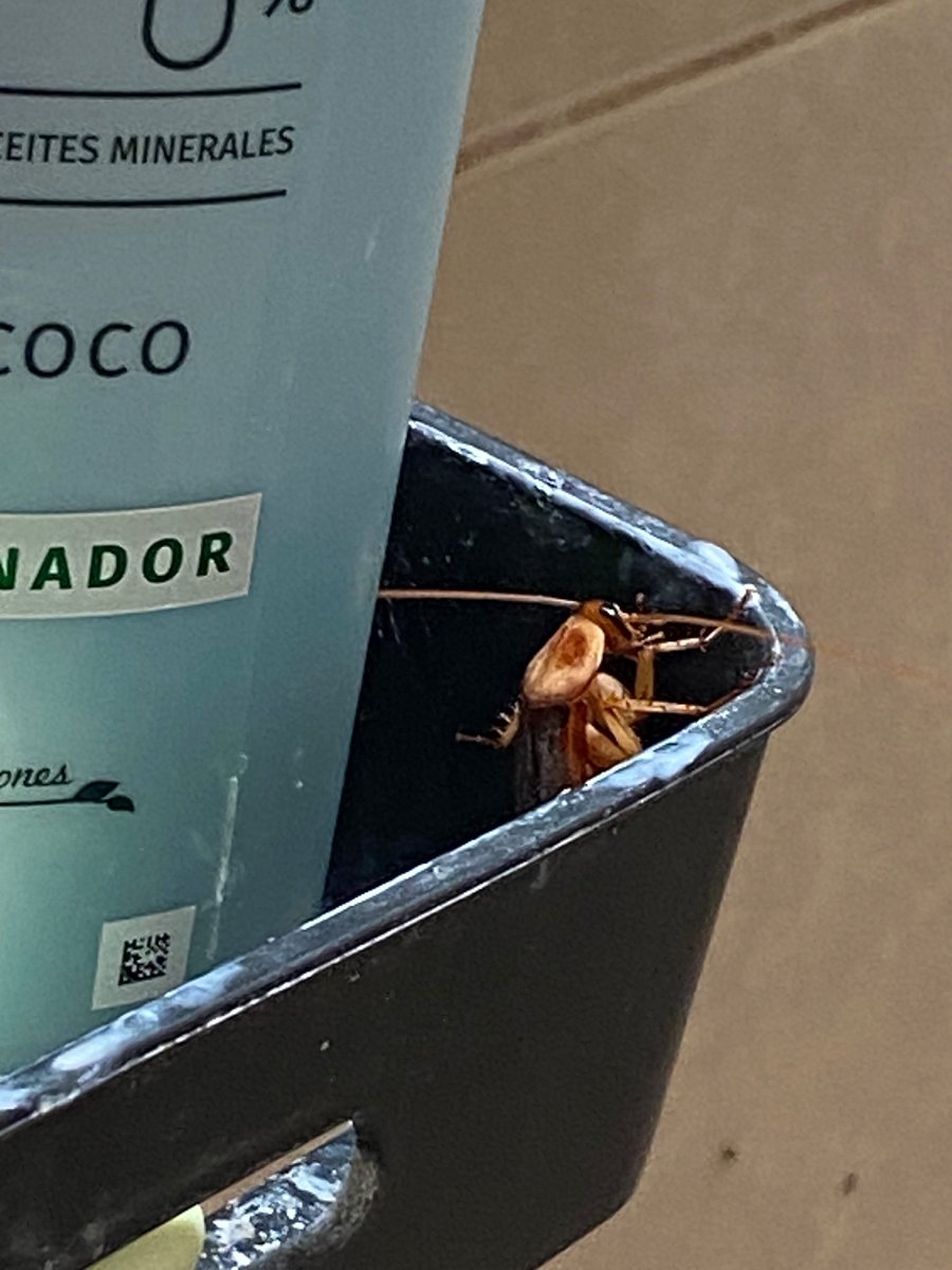 † Nino. tweet media