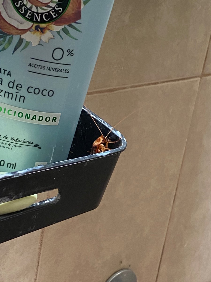 † Nino. tweet media