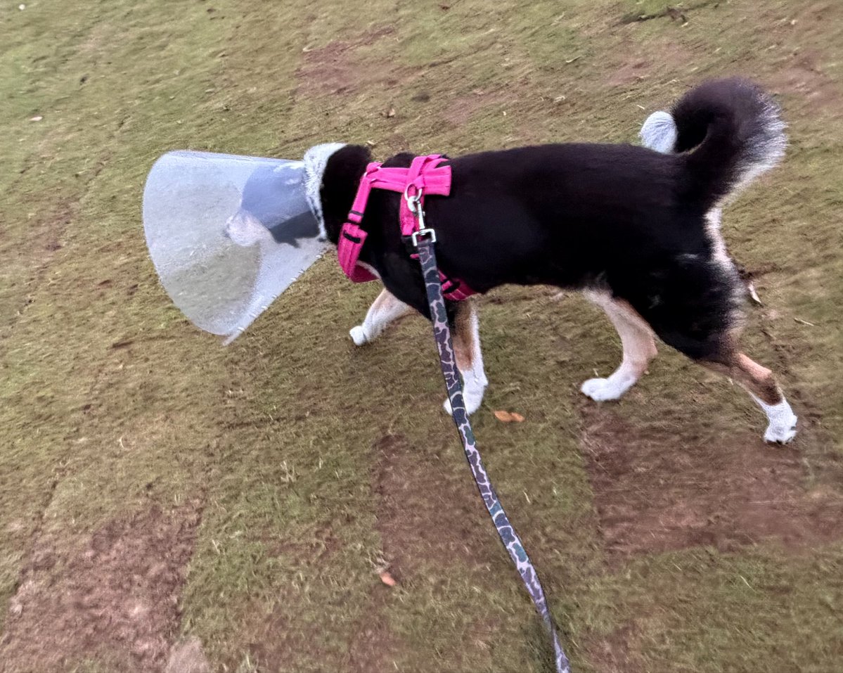 vegelovecat's tweet image. おはよー
5:00出発早朝散歩 朝も20℃なんか湿度高く蒸し暑い ミズさんいつもと違うコースを選び3キロ歩いてきたよ
昨夜はネギゴマだれできゅうり奴 サラダ ナムル 味噌汁 納豆 
 #vegan #ヴィーガン #保護猫を家族に #保護犬を家族に
だいぶ出来るようになった坊やの歯磨き 途中一度立ち去り前半と後半